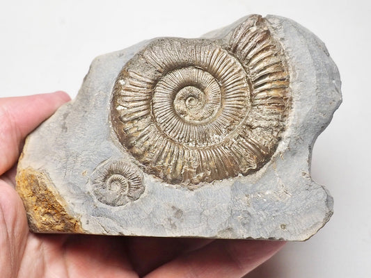 Peronoceras Double
