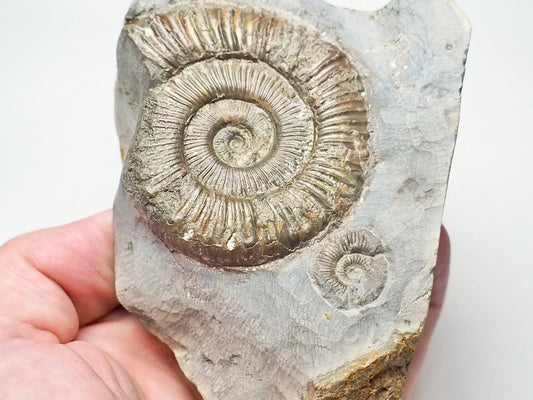 Peronoceras Double