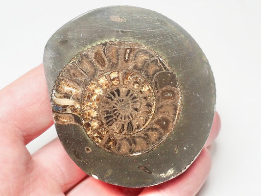 Cut and Polished Ammonite Dactylioceras