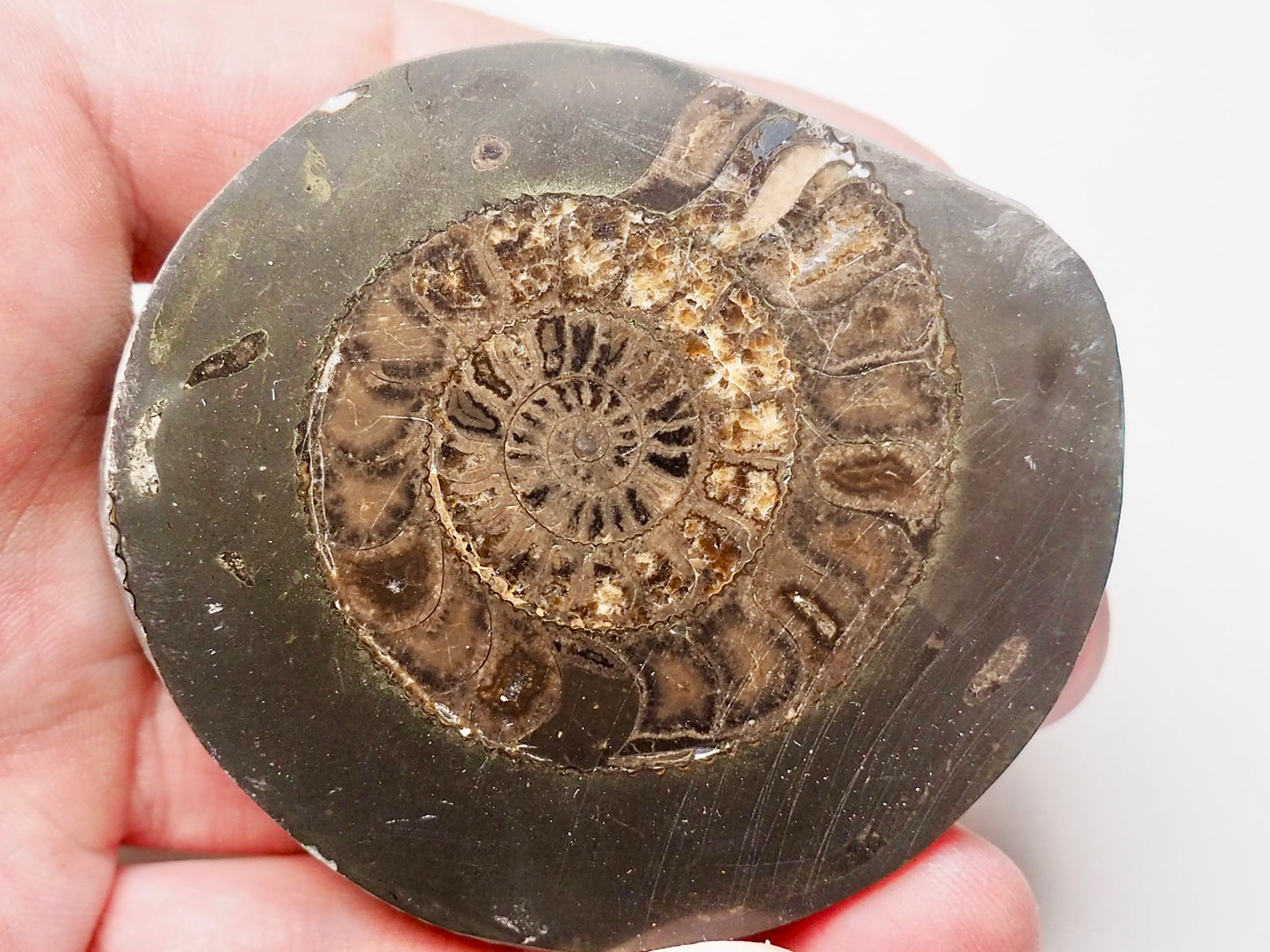 Cut and Polished Ammonite Dactylioceras