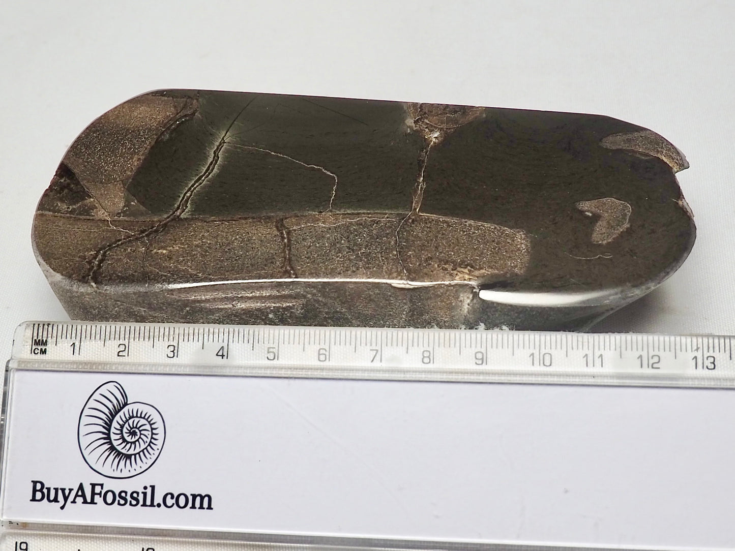 Polished Ichthyosaur Bone Piece