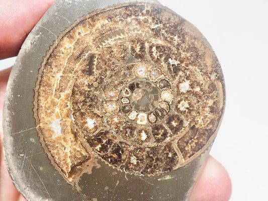 Cut and Polished Ammonite Dactylioceras