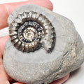 Gagaticeras Gagateum Ammonite Fossil – Whitby Yorkshire Coast – Jurassic
