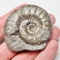 Grammoceras Ammonite Fossil – Whitby Yorkshire Coast – Jurassic