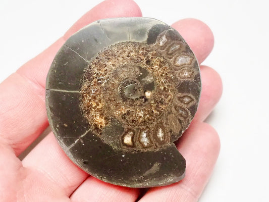 Cut and Polished Ammonite Dactylioceras