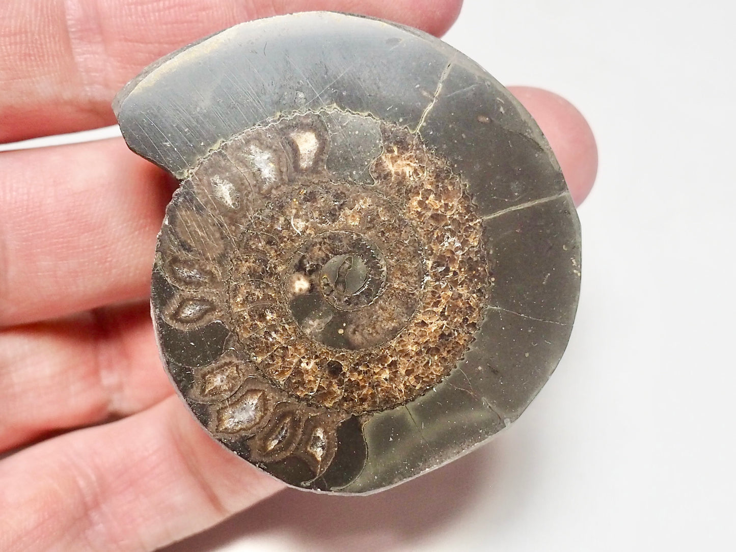 Cut and Polished Ammonite Dactylioceras