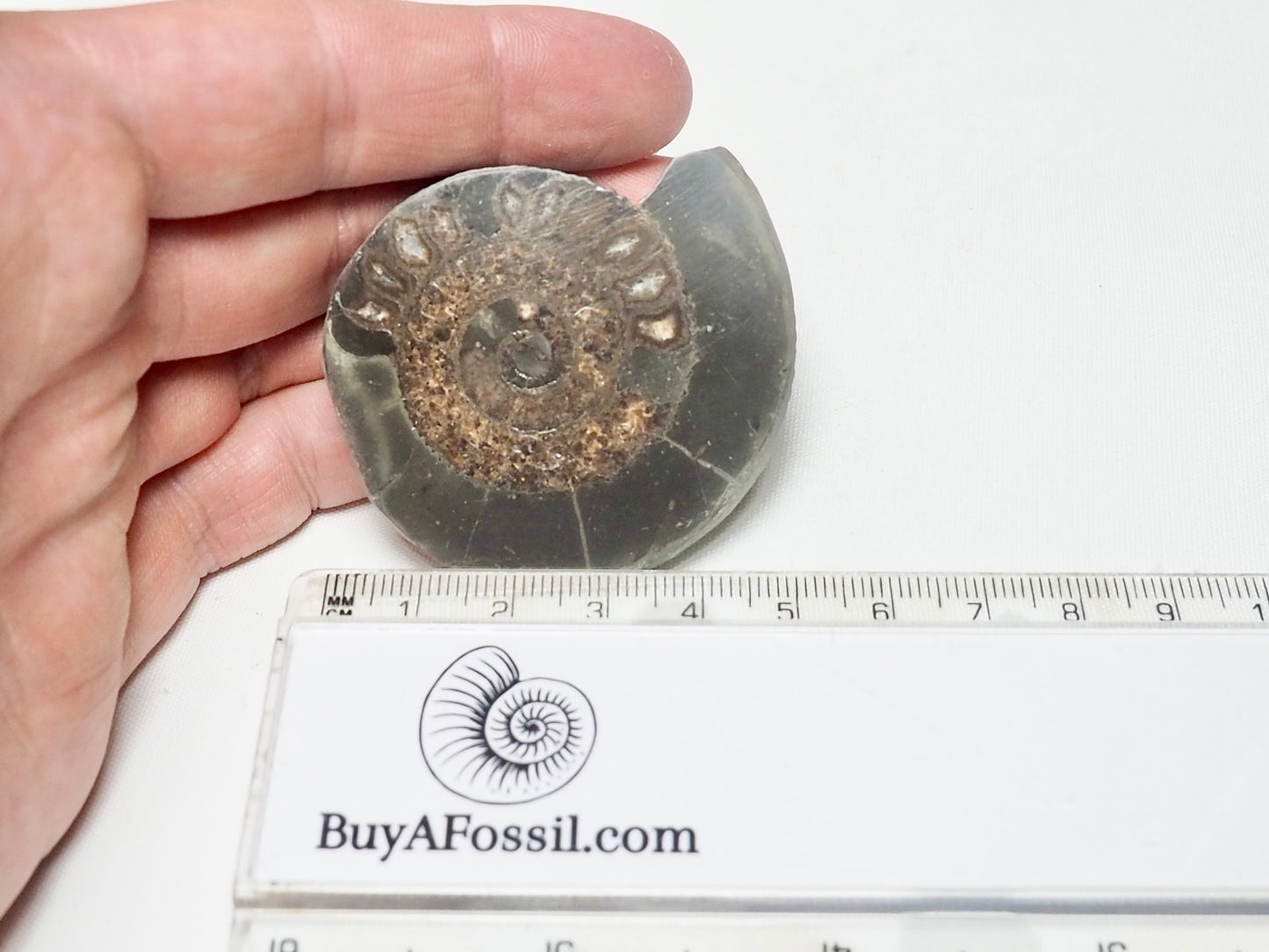 Cut and Polished Ammonite Dactylioceras