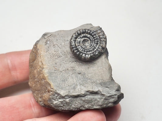 Rare Paltechioceras Ammonite