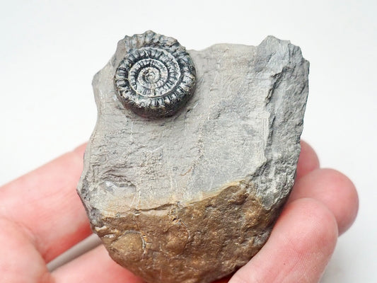 Rare Paltechioceras Ammonite