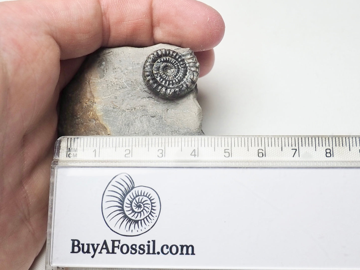 Rare Paltechioceras Ammonite