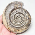 Hildoceras Ammonite Fossil – Whitby Yorkshire Coast – Jurassic