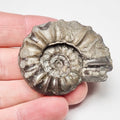Euagassiceras Ammonite Fossil for Sale – Whitby Yorkshire Coast Jurassic