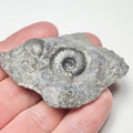 Whitby Oxynoticeras Ammonite Fossil – Yorkshire Coast Jurassic