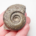 Dactylioceras Semicelatum Ammonite Fossil – Whitby Yorkshire Coast – Jurassic