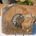 Cut & Polished Ammonite Scunthorpe