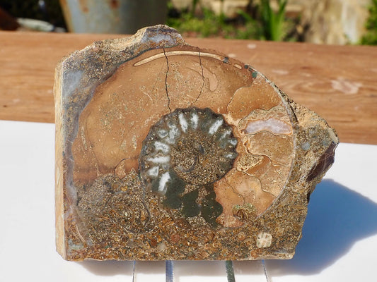 Cut & Polished Ammonite Scunthorpe