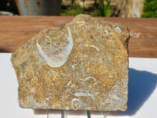 Cut & Polished Ammonite Scunthorpe