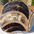 Cut & Polished Ammonite Scunthorpe