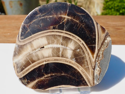 Cut & Polished Ammonite Scunthorpe