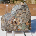 Cut & Polished Ammonite Scunthorpe