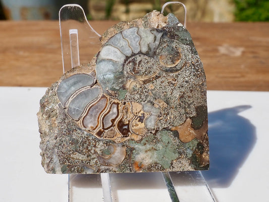 Cut & Polished Ammonite Scunthorpe