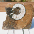 Cut & Polished Ammonite Scunthorpe