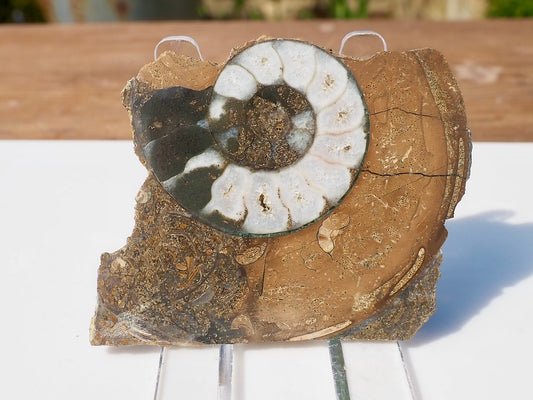 Cut & Polished Ammonite Scunthorpe