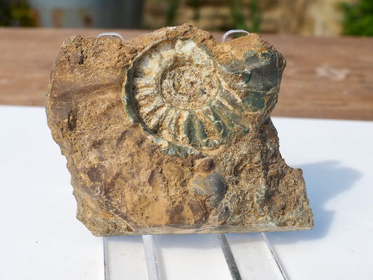 Cut & Polished Ammonite Scunthorpe