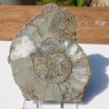 Cut & Polished Ammonite Scunthorpe