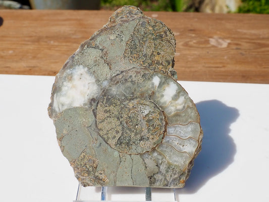 Cut & Polished Ammonite Scunthorpe