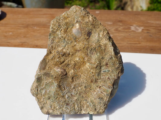 Cut & Polished Ammonite Scunthorpe