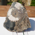 Cut & Polished Ammonite Scunthorpe
