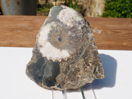 Cut & Polished Ammonite Scunthorpe