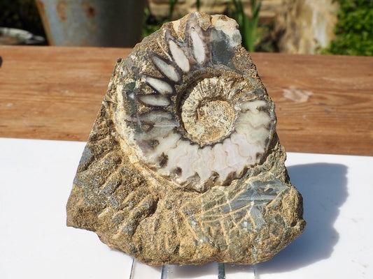 Cut & Polished Ammonite Scunthorpe