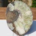 Cut & Polished Ammonite Scunthorpe