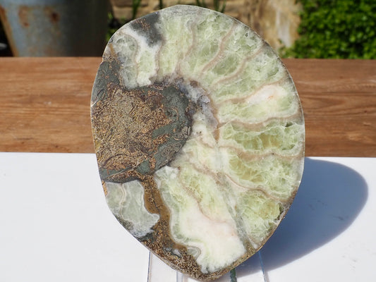 Cut & Polished Ammonite Scunthorpe