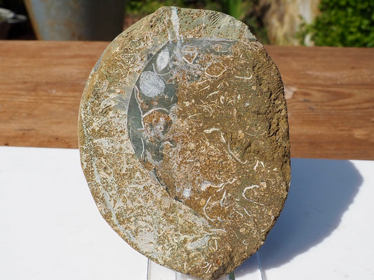 Cut & Polished Ammonite Scunthorpe