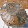 Cut & Polished Ammonite Scunthorpe