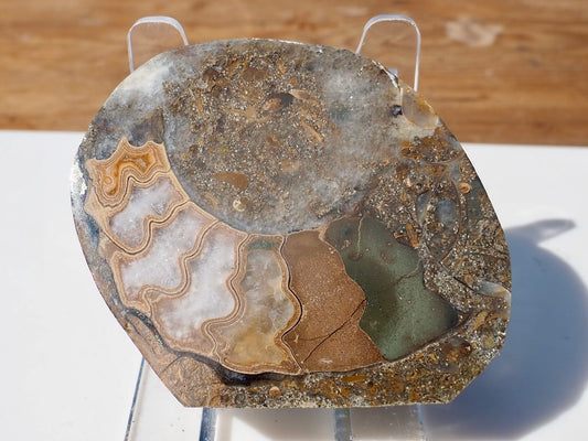 Cut & Polished Ammonite Scunthorpe