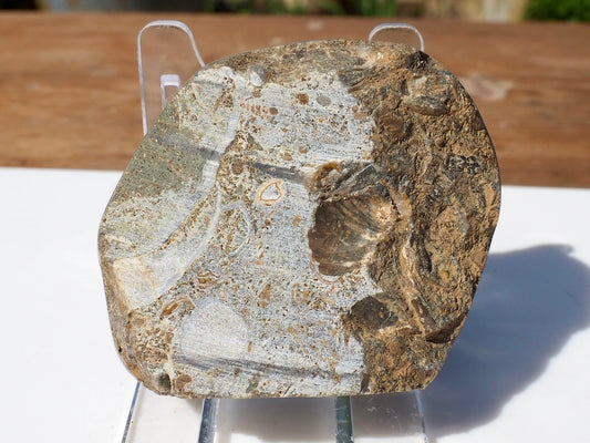 Cut & Polished Ammonite Scunthorpe