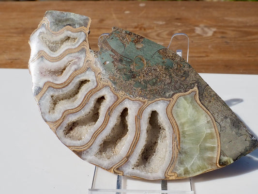 Cut & Polished Ammonite Scunthorpe