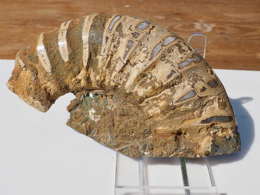 Cut & Polished Ammonite Scunthorpe