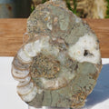 Cut & Polished Ammonite Scunthorpe