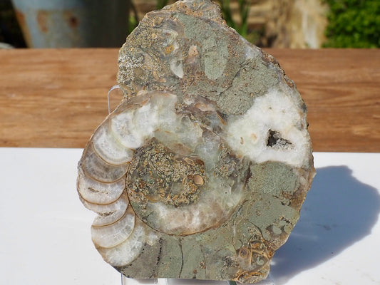Cut & Polished Ammonite Scunthorpe