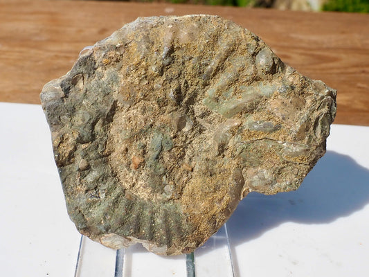 Cut & Polished Ammonite Scunthorpe