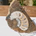 Cut & Polished Ammonite Scunthorpe