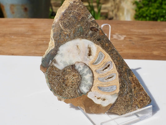 Cut & Polished Ammonite Scunthorpe