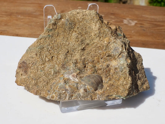 Cut & Polished Ammonite Scunthorpe