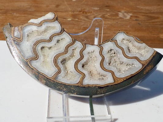 Cut & Polished Ammonite Scunthorpe