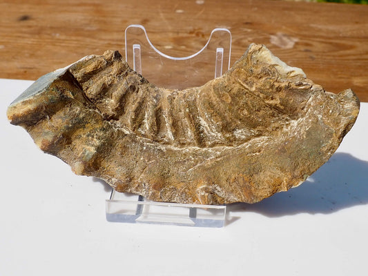 Cut & Polished Ammonite Scunthorpe